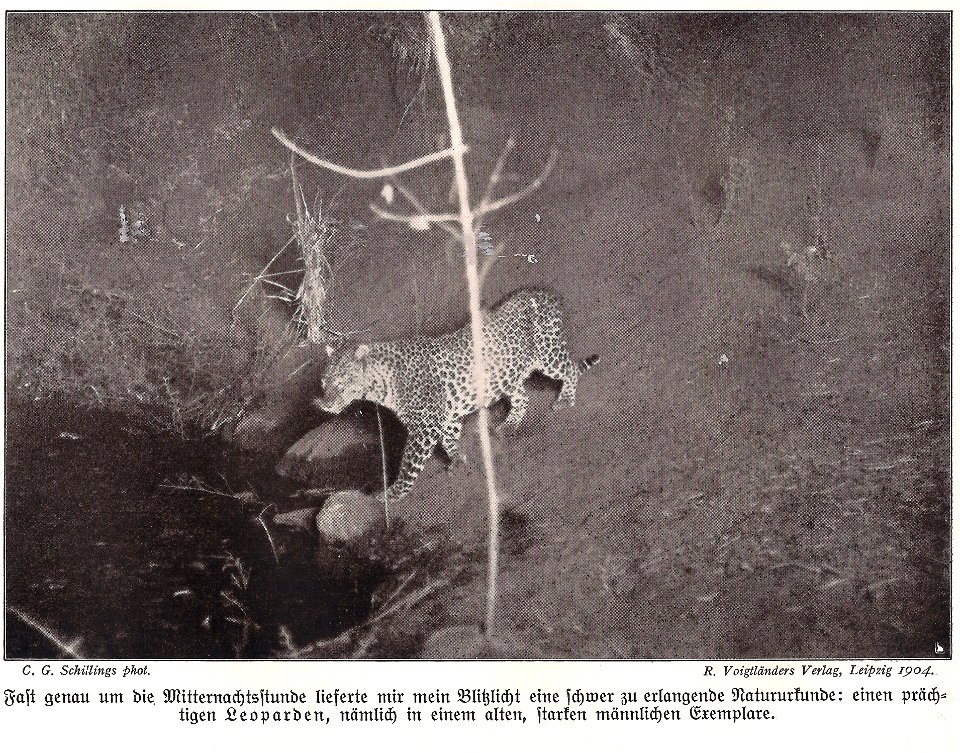 Carl Georg Schillings Blitzlichtaufnahme eines Leoparden veröffentlicht 1905