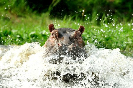 FrontLines/EGAT 2011 Environment Photo Contest Top Entry