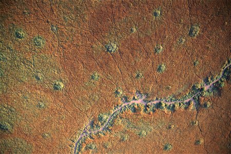 Hippo trails, seen from hot air balloon.  Taken on safari in Kenya on slide film.