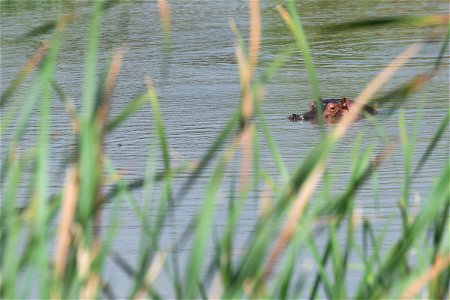 A hippo is seen during First Lady Melania Trump’s tour of the Nairobi National Park Friday, Oct. 5, 2018, in Nairobi, Kenya. (Official White House Photo by Andrea Hanks)