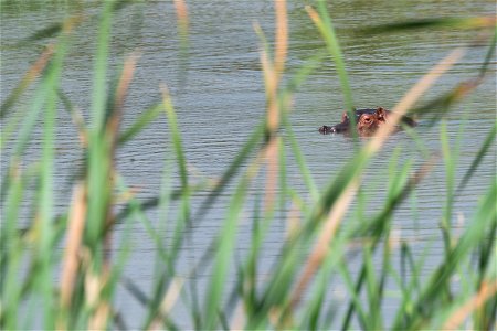 A hippo is seen during First Lady Melania Trump’s tour of the Nairobi National Park Friday, Oct. 5, 2018, in Nairobi, Kenya. (Official White House Photo by Andrea Hanks) photo