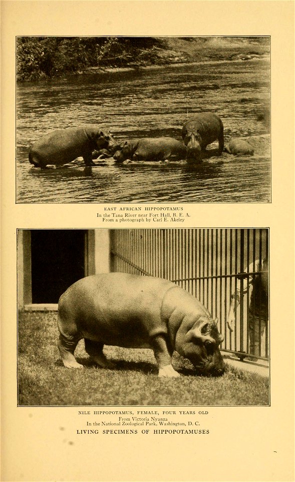 EAST AFRICAN HIPPOPOTAMUS 
In the Tana River near Fort Hall, B. E. A. 
From a photograph by Carl E. Akeley 
NILE HIPPOPOTAMUS, FEMALE, FOUR YEARS OLD 
From Victoria Nyanza 
In the National Zoological 