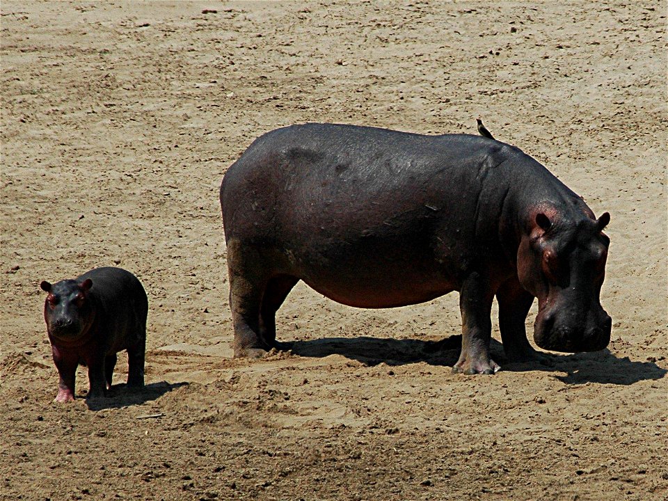 Mother hippo with her baby