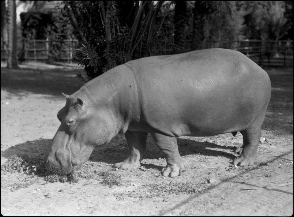 Title: Africa
Abstract/medium: G. Eric and Edith Matson Photograph Collection

Physical description: 1 negative :