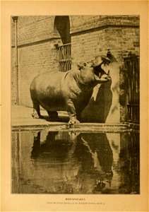 HIPPOPOTAMUS. 

(From the Living Specimen in the Zooloijiml Gunlens, Lmdo •.)
