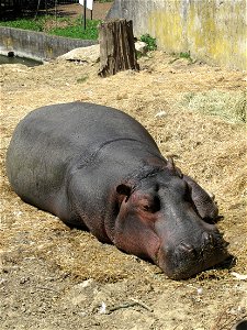 Hippopotamus at the zoo of the bois d'Attilly (Seine-et-Marne, France).