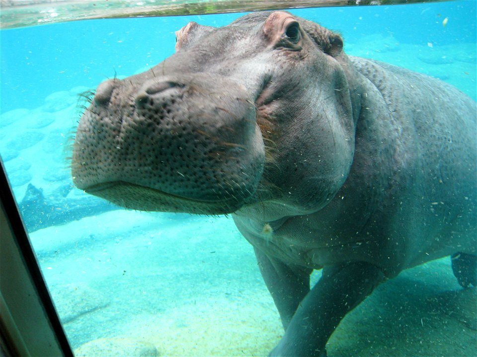 Photo of a Hippopotamus taken at the Toledo Zoo.