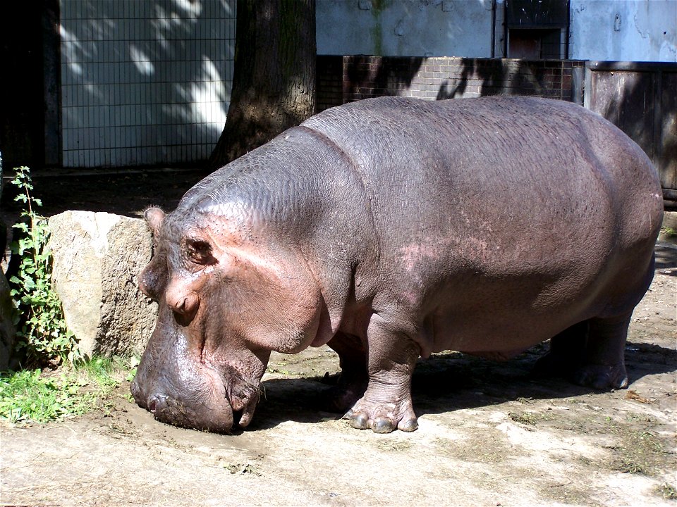 Photo of Hippoppotamus taken in ZOO Ostrava.