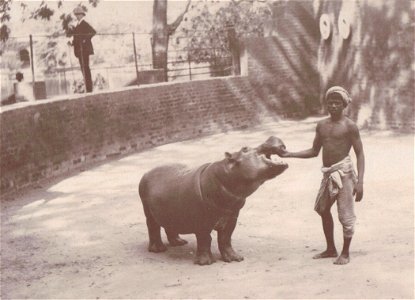 A man feeding a baby Hippo at the (presumably) Calcutta Zoo, Calcutta.