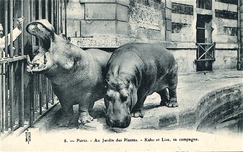 Kako et Liza, sa compagne, au Jardin des Plantes de Paris.
Carte postale ancienne. Royer, Nancy.