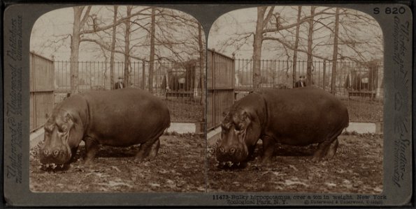Bulky hippopotamus, over a ton in weight, Zoological Park, N.Y. photo