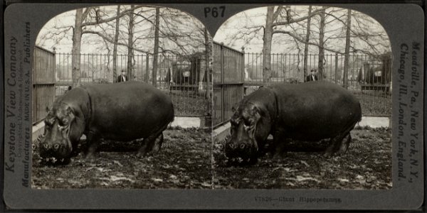 Giant hippopotamus.