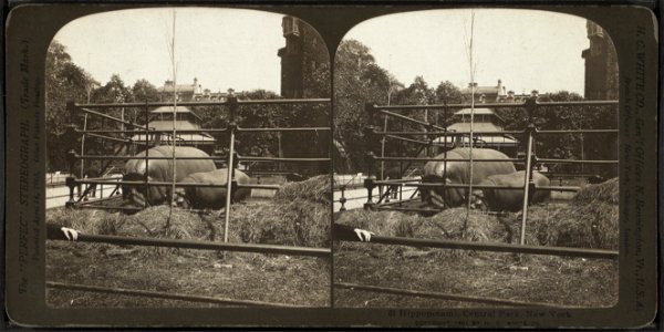 Hippopotami, Central Park, New York.  'Perfec' stereograph.
