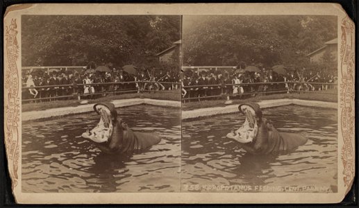 Hippopotamus feeding, Central Park, N.Y.  J.S. Johnston's series of American stereoscopic views.