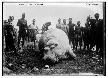 Title: Hippo, killed in Africa Abstract/medium: 1 negative : glass ; 5 x 7 in. or smaller. photo