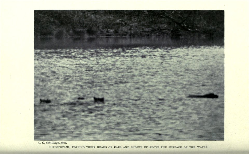 In wildest Africa /  by C.G. Schillings ; translated from German By Frederic Whyte ; with over 300 photographic studies direct from the author's negatives, taken by day and night ; and 