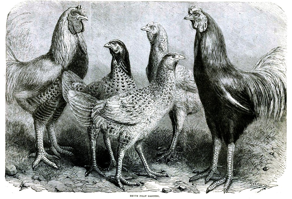 Begum Pilly Gaguzes, chicken breed from India