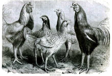 Begum Pilly Gaguzes, chicken breed from India