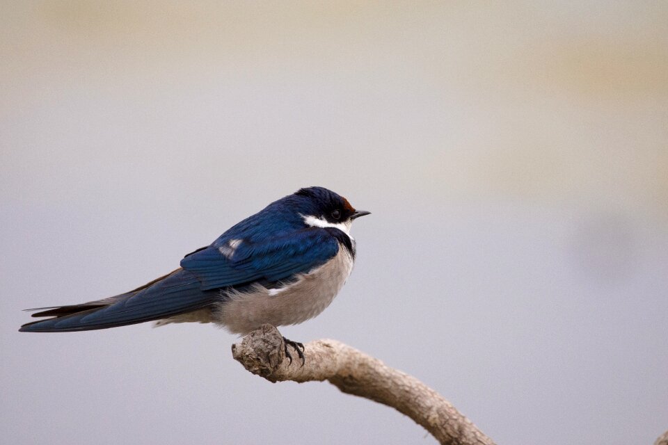 Nature birdwatching white-throated swallow photo