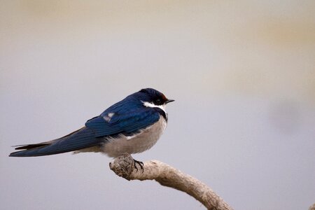 Nature birdwatching white-throated swallow photo