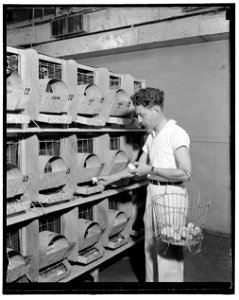 Title: Air conditioned hen house is latest. Washington, D.C., Aug. 9. Biddy increases the production of eggs in an air-conditioned hen house, U.S. Department of Agriculture experts have discovered aft