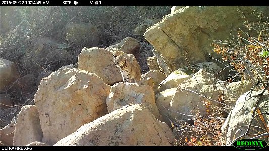Bobcat 332 was an approximately 3-year-old male that we had been following in the Simi Hills since 2015. He had severe mange, a skin disease caused by mites. Blood samples will be sent to a lab to det