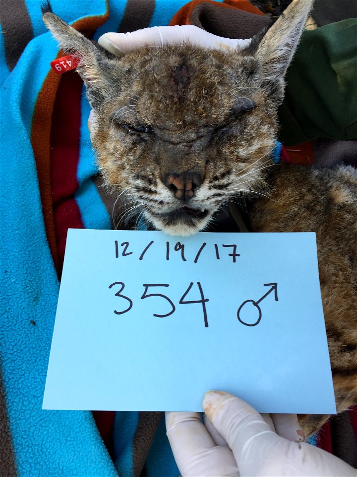 This adult male bobcat was captured in the Thousand Oaks area and was suffering from mange disease. NPS biologists treated him with a topical solution in the field, placed a collar on him, and release