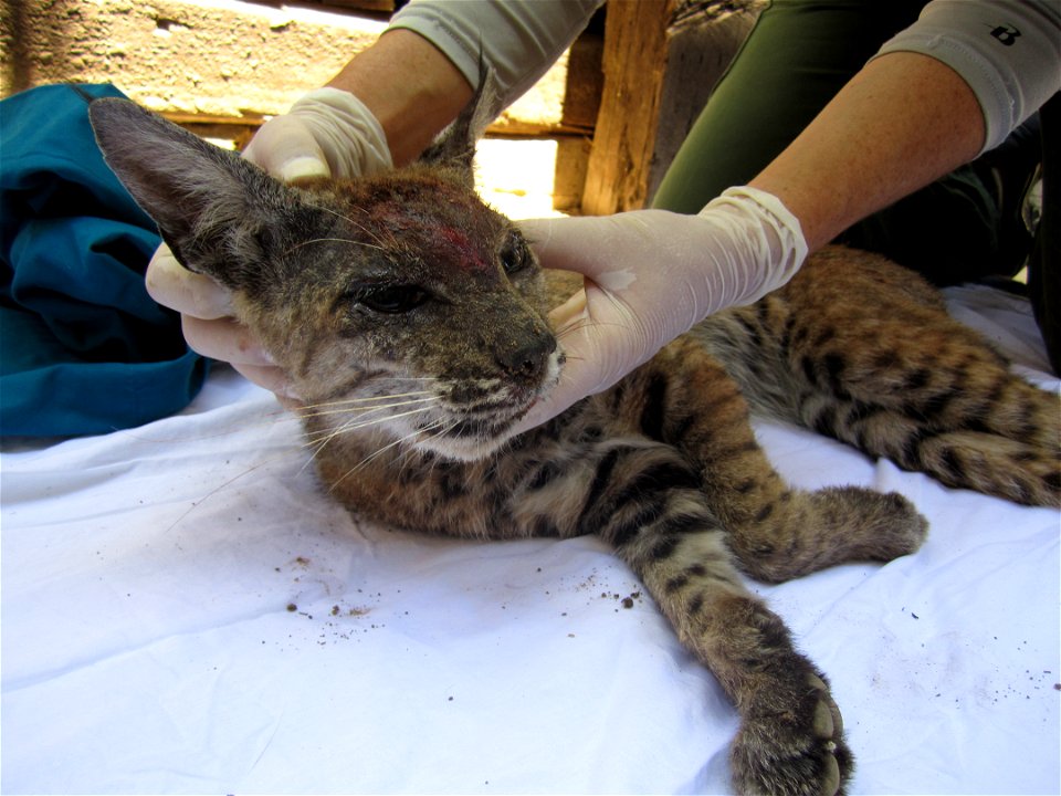 Bobcat 342 was captured in early July 2016, outfitted with a GPS collar, treated with a topical solution, and released on site after blood and tissue samples were taken. Courtesy of National Park Serv