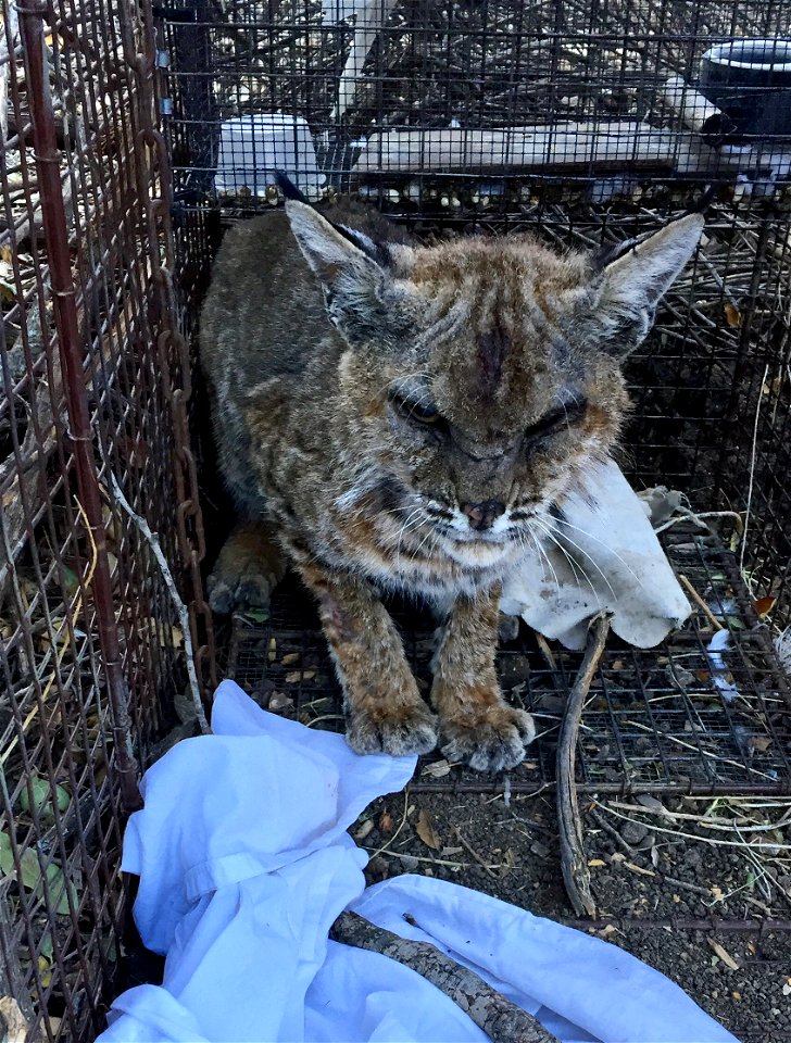 This adult male bobcat was captured in the Thousand Oaks area and was suffering from mange disease. NPS biologists treated him with a topical solution in the field, placed a collar on him, and release