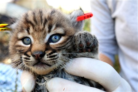 Our biologists recently ear-tagged these adorable 3-4-week-old kittens as part of our nearly 20-year-long study of how urbanization has affected bobcats in the Santa Monica Mountains and surrounding a photo