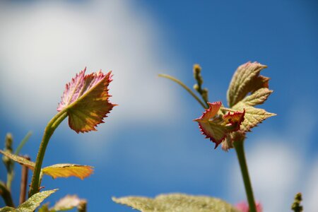 Plant vine leaves photo