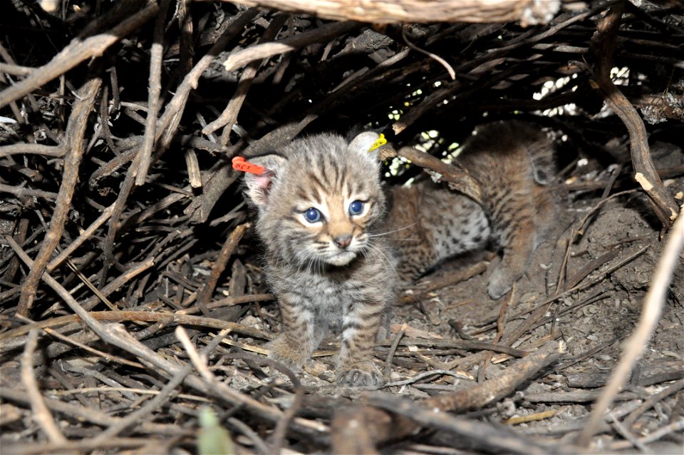 Springtime is baby time! Last week our wildlife team ear-tagged another litter of bobcat kittens. The kittens are B328, B329, and B330 because they are the 328th, 329th, and 330th bobcats we've tracke