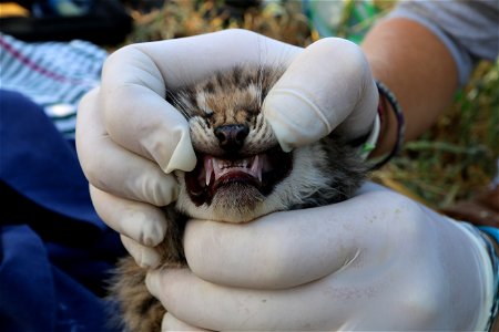Our biologists recently ear-tagged these adorable 3-4-week-old kittens as part of our nearly 20-year-long study of how urbanization has affected bobcats in the Santa Monica Mountains and surrounding a photo
