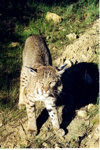 The Santa Monica Mountains National Recreation Area began studying bobcats in 1996, making it the longest-running study of the animal. The study examines the behavior, ecology and conservation of bobc