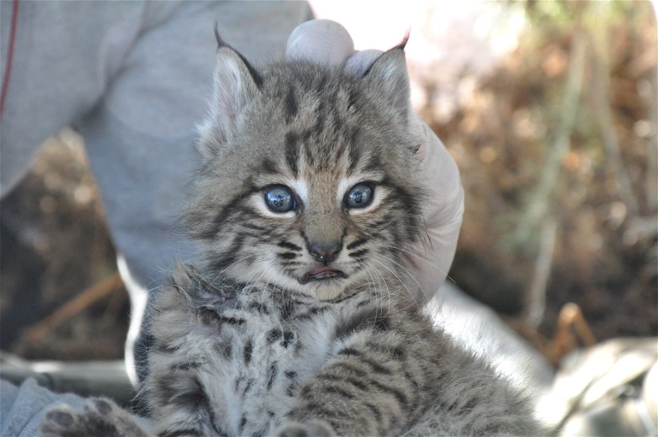 Springtime is baby time! Last week our wildlife team ear-tagged another litter of bobcat kittens. The kittens are B328, B329, and B330 because they are the 328th, 329th, and 330th bobcats we've tracke