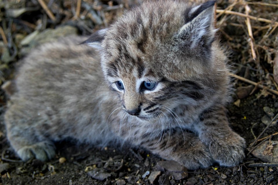 Springtime is baby time! Last week our wildlife team ear-tagged another litter of bobcat kittens. The kittens are B328, B329, and B330 because they are the 328th, 329th, and 330th bobcats we've tracke