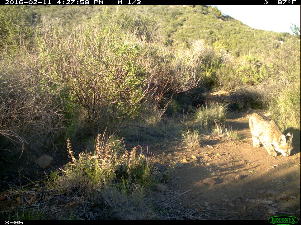 Springs fire May 2013 wildlife camera study. These photos are taken as part of the monitoring in the springs fire area to understand the impact of fire on wildlife and how the various wildlife species