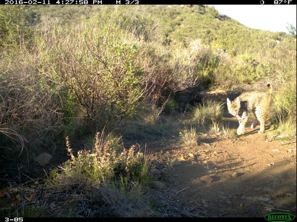 Springs fire May 2013 wildlife camera study. These photos are taken as part of the monitoring in the springs fire area to understand the impact of fire on wildlife and how the various wildlife species