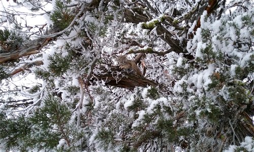 From the Field: Great photograph of a bobcat hidden within the snow-covered trees in eastern Oregon.
This photo from the area burned by the Bendire Complex in the BLM Vale District was captured Dec. 1