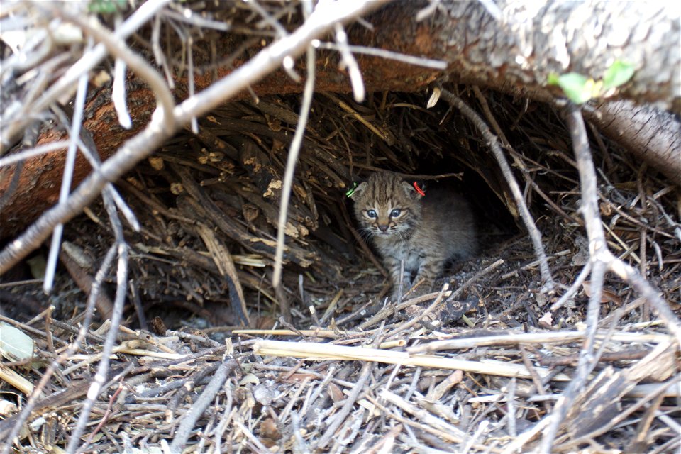 Two brothers were born to B-339 in the spring of 2016 in the central Santa Monica Mountains. Here, B-341 peeks out from his den.
