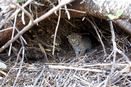 Two brothers were born to B-339 in the spring of 2016 in the central Santa Monica Mountains. Here, B-341 peeks out from his den.
