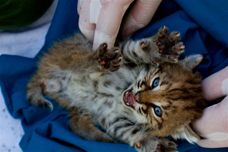 Two brothers were born to B-339 in the spring of 2016 in the central Santa Monica Mountains.