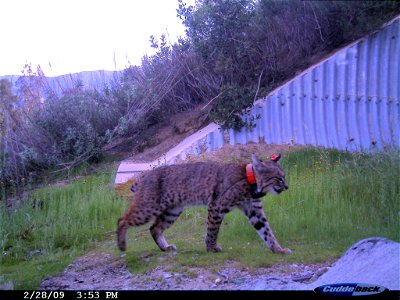 A bobcat (Lynx Rufus) using a wildlife corridor to cross between habitats in an urban area.