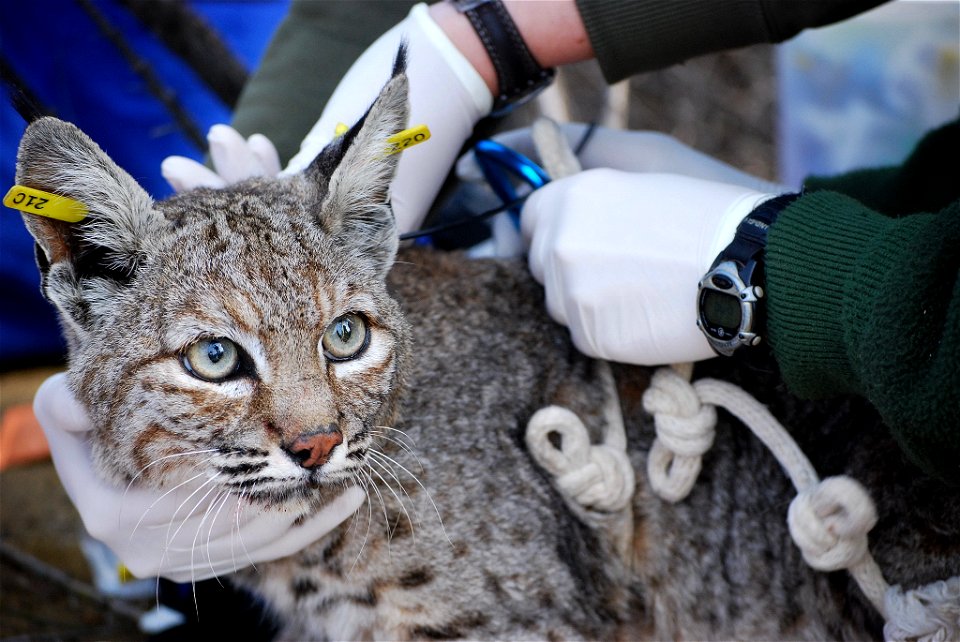The Santa Monica Mountains National Recreation Area began studying bobcats in 1996, making it the longest-running study of the animal. The study examines the behavior, ecology and conservation of bobc