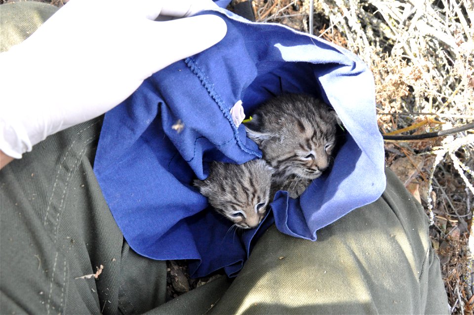 Springtime is baby time! Last week our wildlife team ear-tagged another litter of bobcat kittens. The kittens are B328, B329, and B330 because they are the 328th, 329th, and 330th bobcats we've tracke