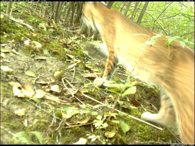 We finally captured an image of a bobcat!
credit: USFWS