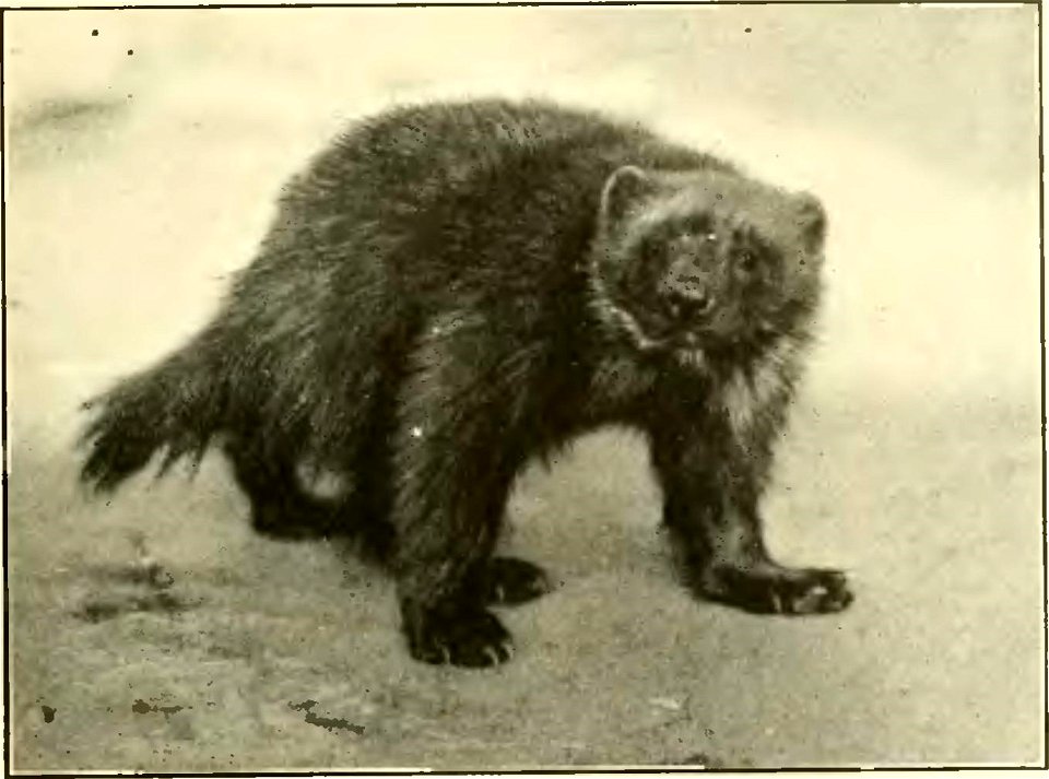 An image of a wolverine from A History of Land Mammals in the Western Hemisphere.