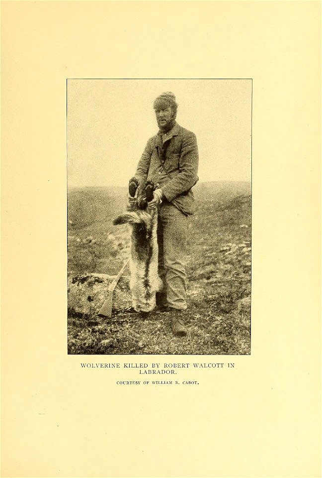 WOLVERINE KILLED BY ROBERT WALCOTT IN 
LABRADOR. 

COURTESY OF WILLIAM B. CABOT.