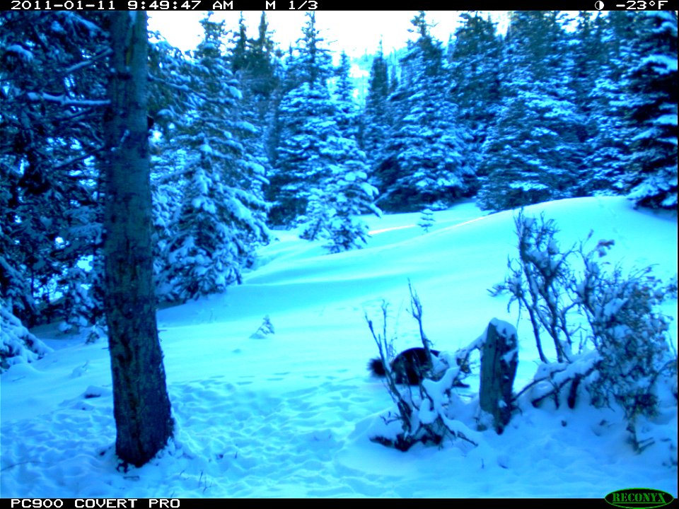 This remote trail camera picture is of a wolverine (Gulo gulo) near a hair snare tree. We are collecting wolverine DNA from hair samples in an effort to determine our wolverine population. The wolveri