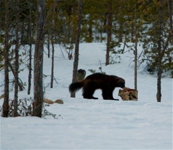 Wolverine (Gulo gulo). photo